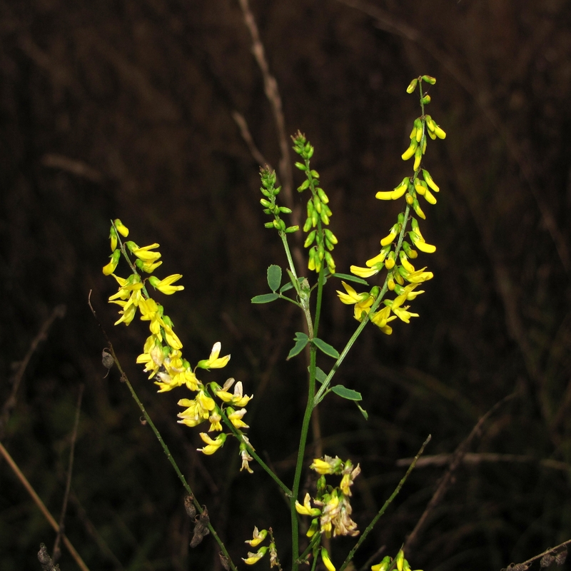 Изображение особи Melilotus officinalis.