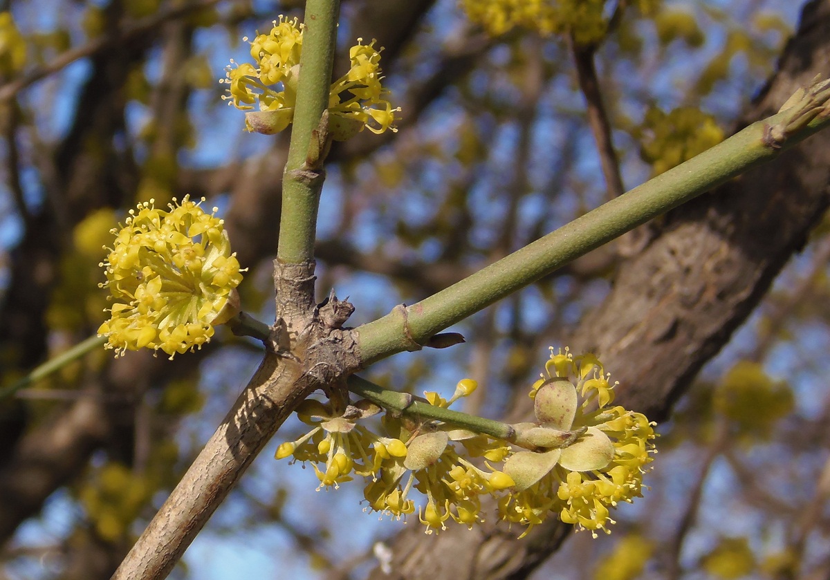 Изображение особи Cornus mas.