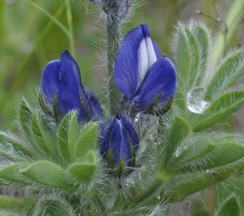 Изображение особи Lupinus micranthus.