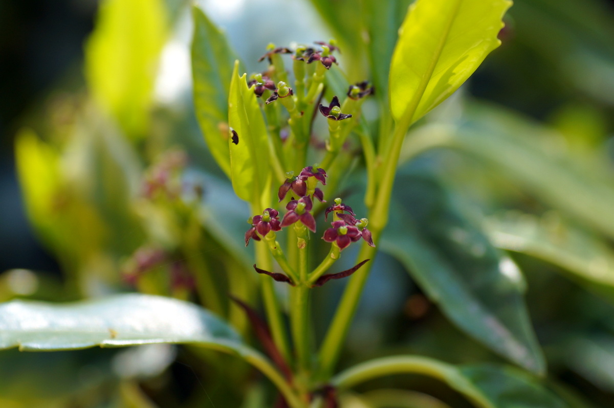 Изображение особи Aucuba japonica.