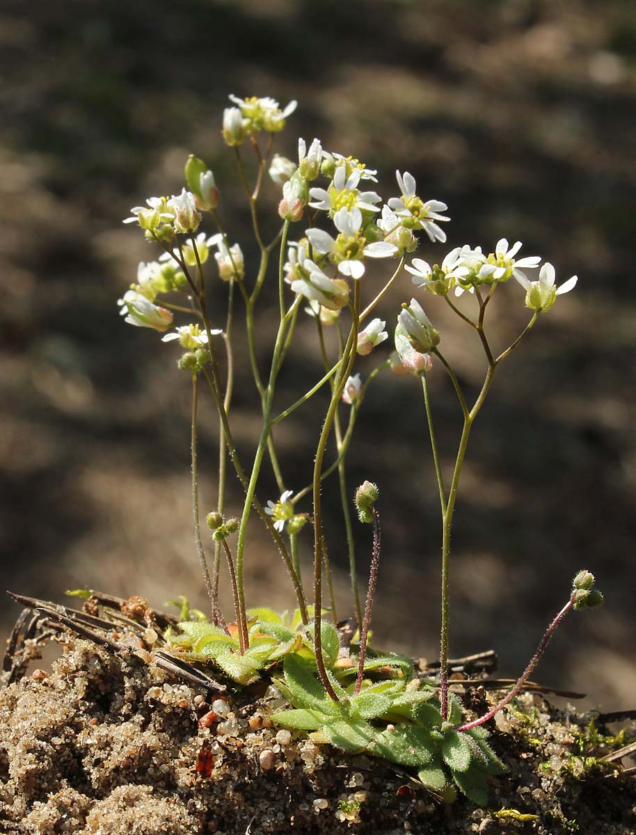 Изображение особи Erophila verna.