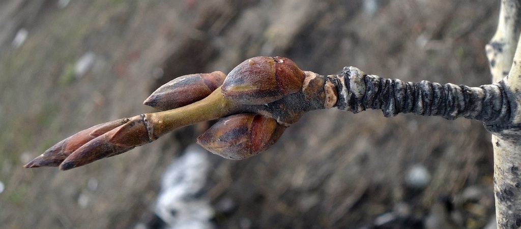 Image of Populus suaveolens specimen.