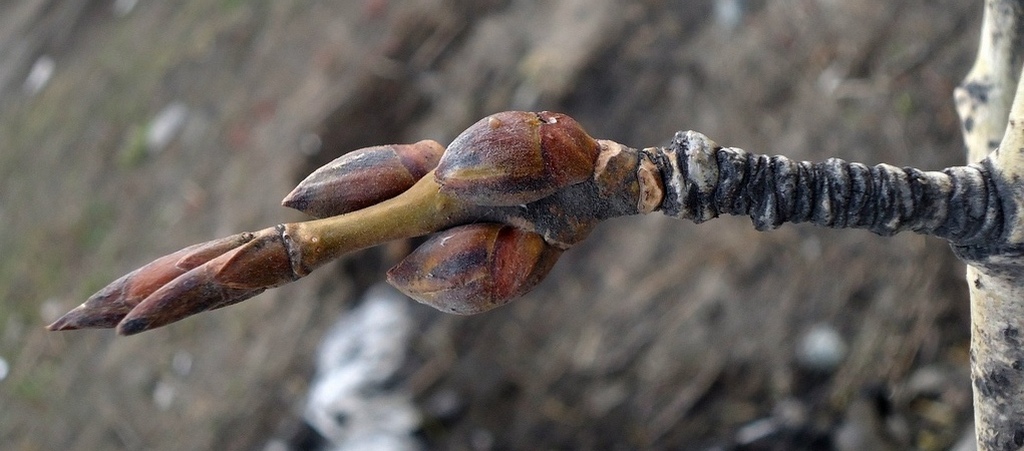 Изображение особи Populus suaveolens.