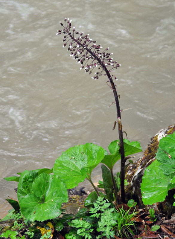 Image of Petasites hybridus specimen.