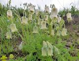 Pulsatilla armena