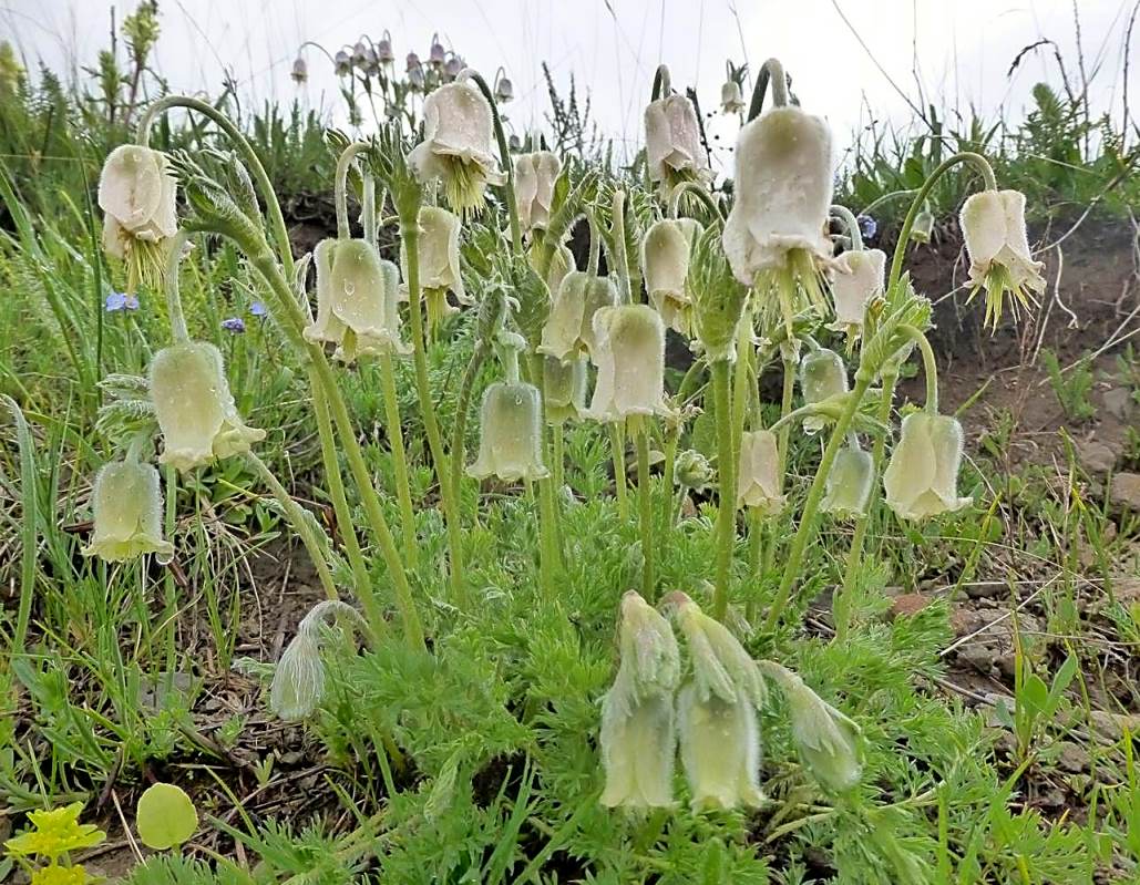 Изображение особи Pulsatilla armena.