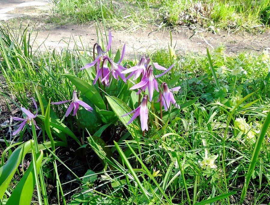 Изображение особи Erythronium sibiricum.