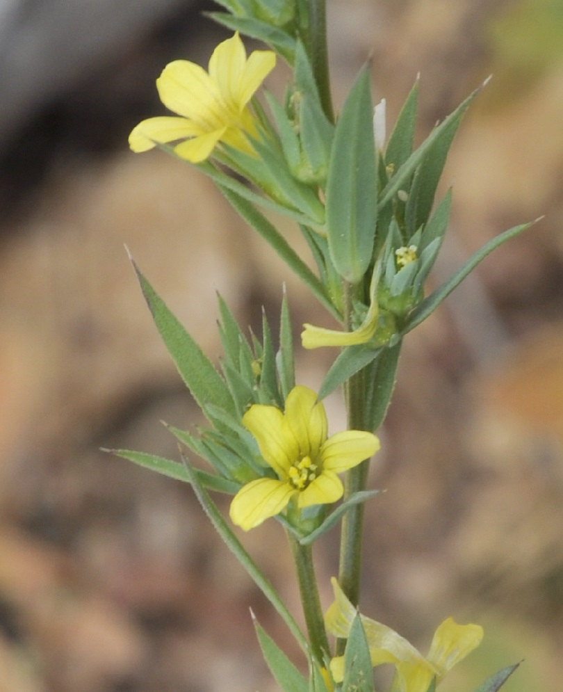 Image of Linum strictum ssp. spicatum specimen.