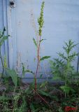 Rumex stenophyllus