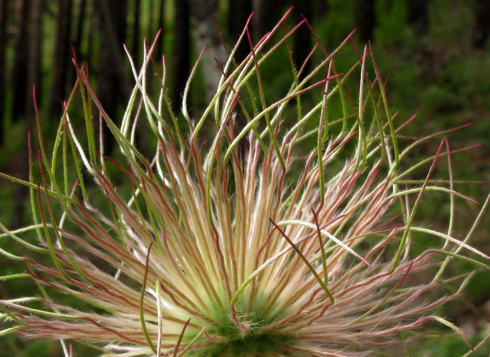 Изображение особи Pulsatilla orientali-sibirica.