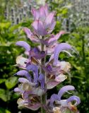 Salvia sclarea. Верхняя часть соцветия. Германия, г. Дюссельдорф, Ботанический сад университета. 02.06.2014.