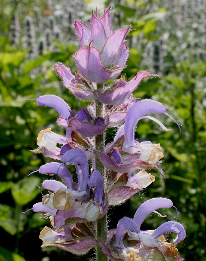 Image of Salvia sclarea specimen.