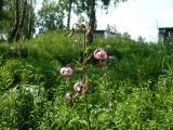 Lilium pilosiusculum