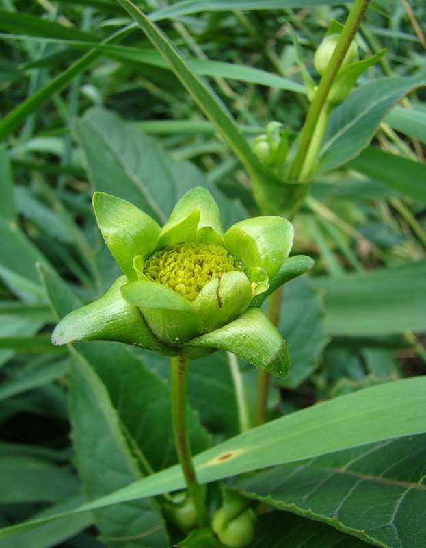Изображение особи Silphium perfoliatum.