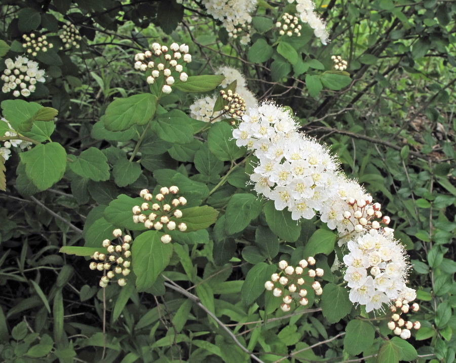 Image of genus Spiraea specimen.