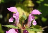 Lamium maculatum. Цветки (вид сбоку). Украина, Львовская обл., Дрогобычский р-н, г. Трускавец, Помярки, лес, возле дороги. 06.06.2014.