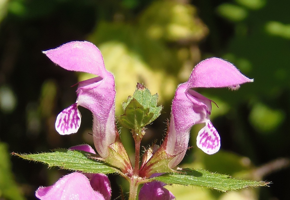 Изображение особи Lamium maculatum.