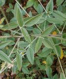 Psoralea bituminosa ssp. pontica