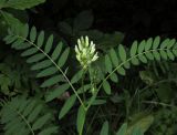 Astragalus cicer. Верхушка цветущего растения. Крым, гора Чатырдаг, южный склон, просека в буковом лесу. 15 июля 2014 г.