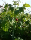 Rubus idaeus