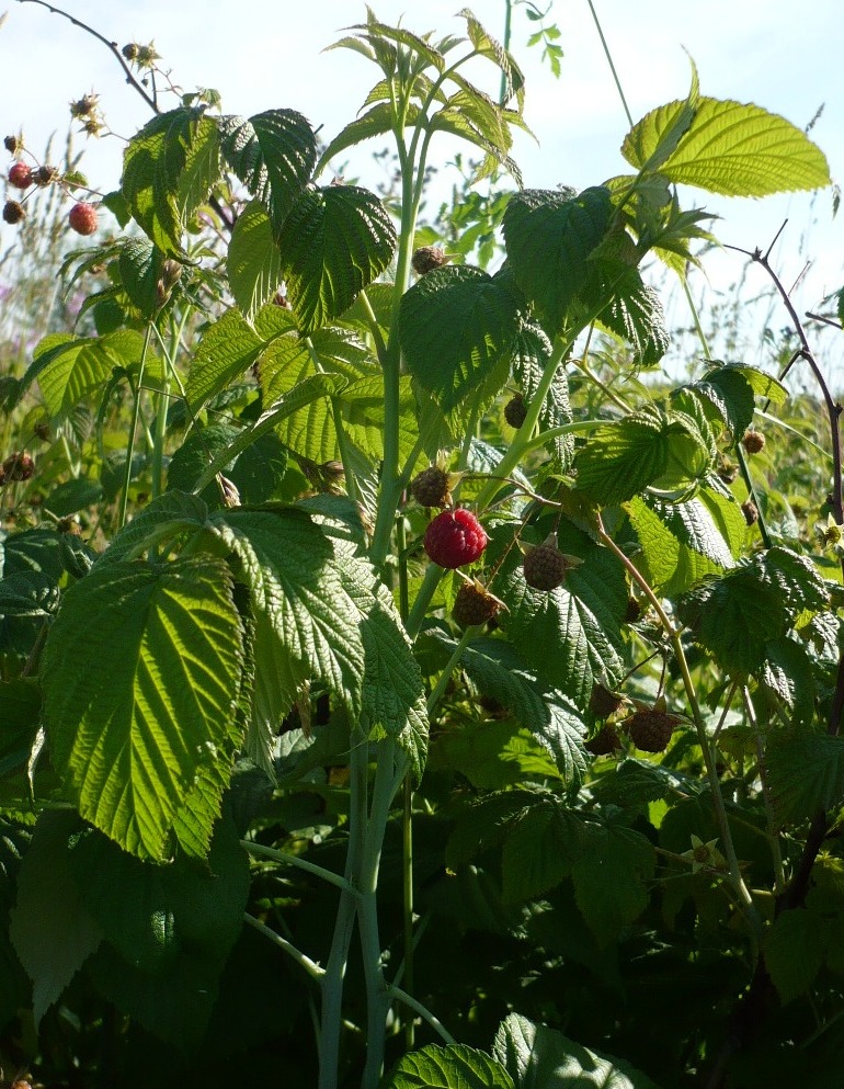 Image of Rubus idaeus specimen.
