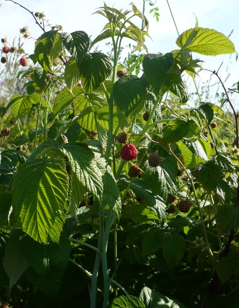 Изображение особи Rubus idaeus.