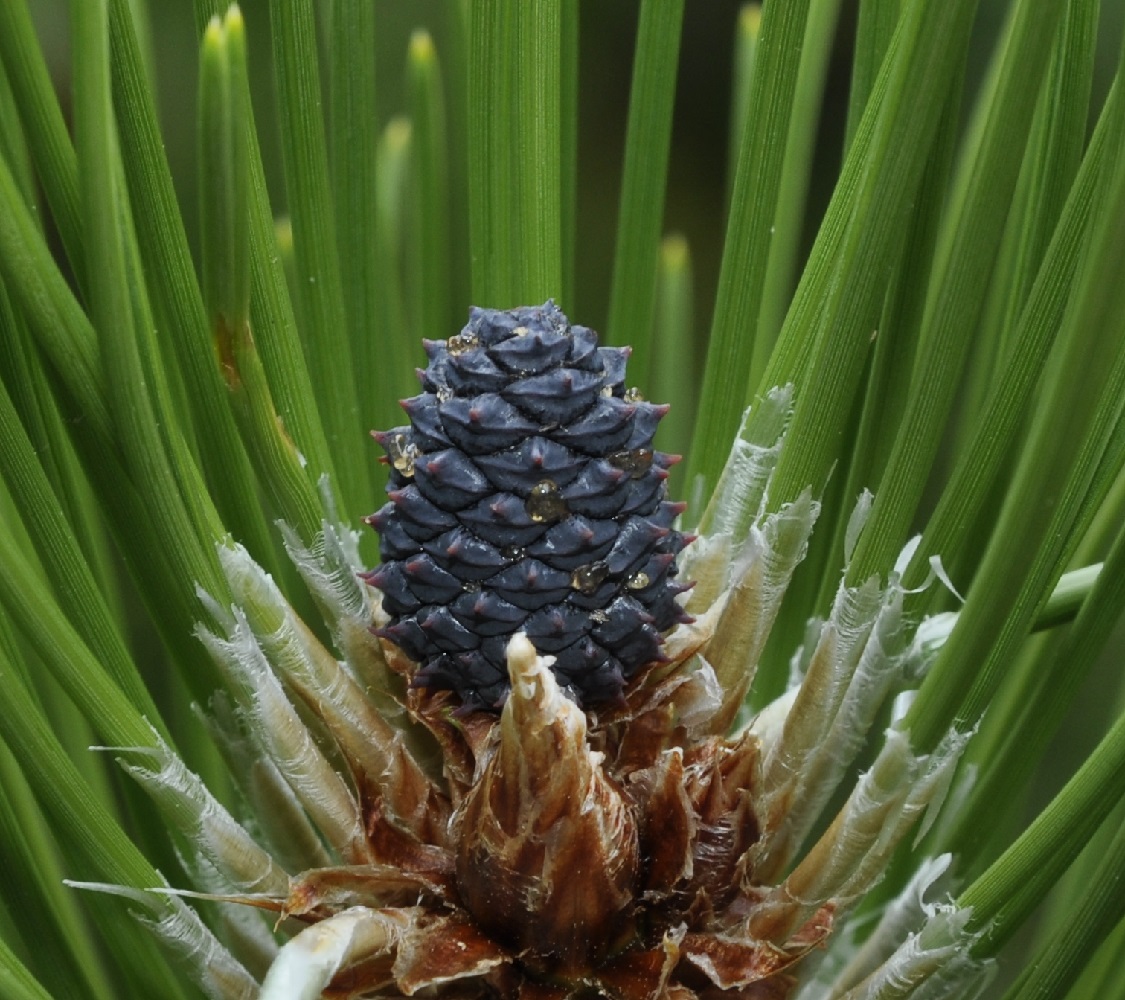 Изображение особи Pinus heldreichii.