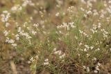 Asperula tephrocarpa