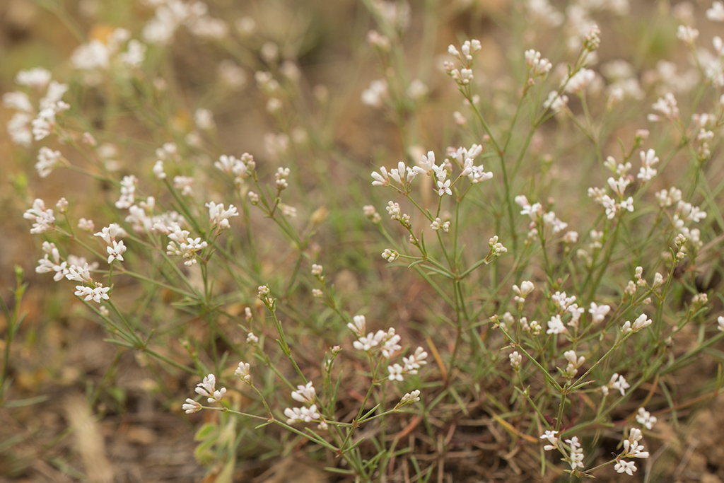 Изображение особи Asperula tephrocarpa.