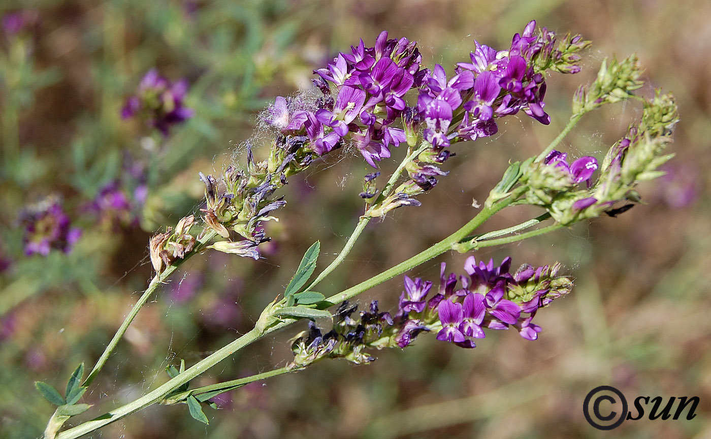 Изображение особи Medicago sativa.