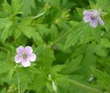 Geranium sibiricum