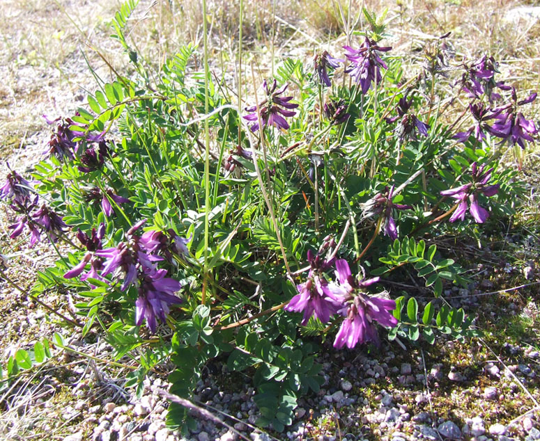 Image of Astragalus subpolaris specimen.