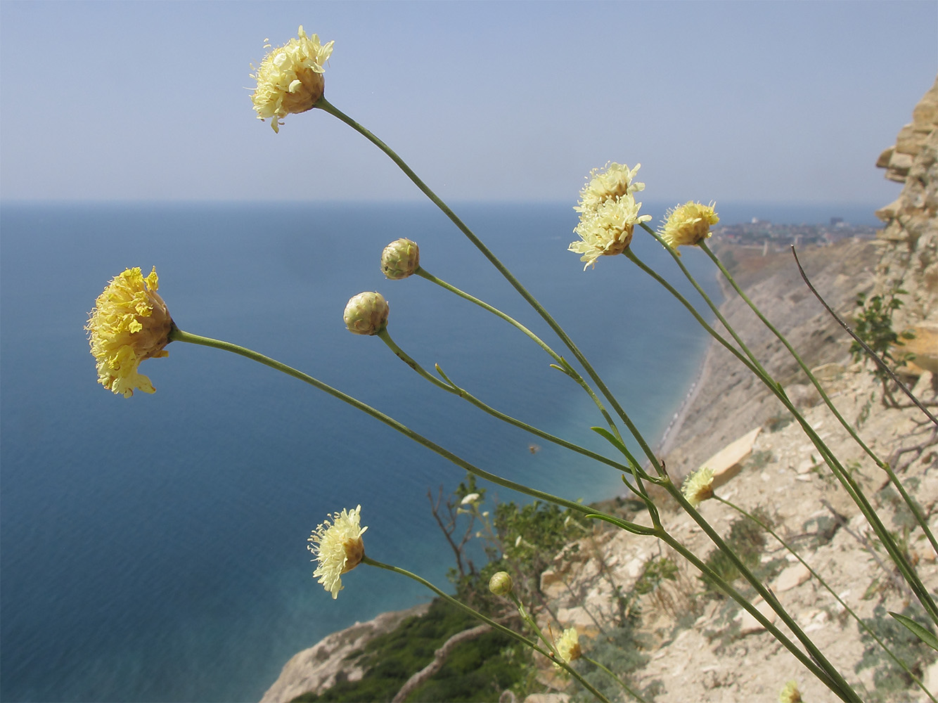 Изображение особи Cephalaria coriacea.