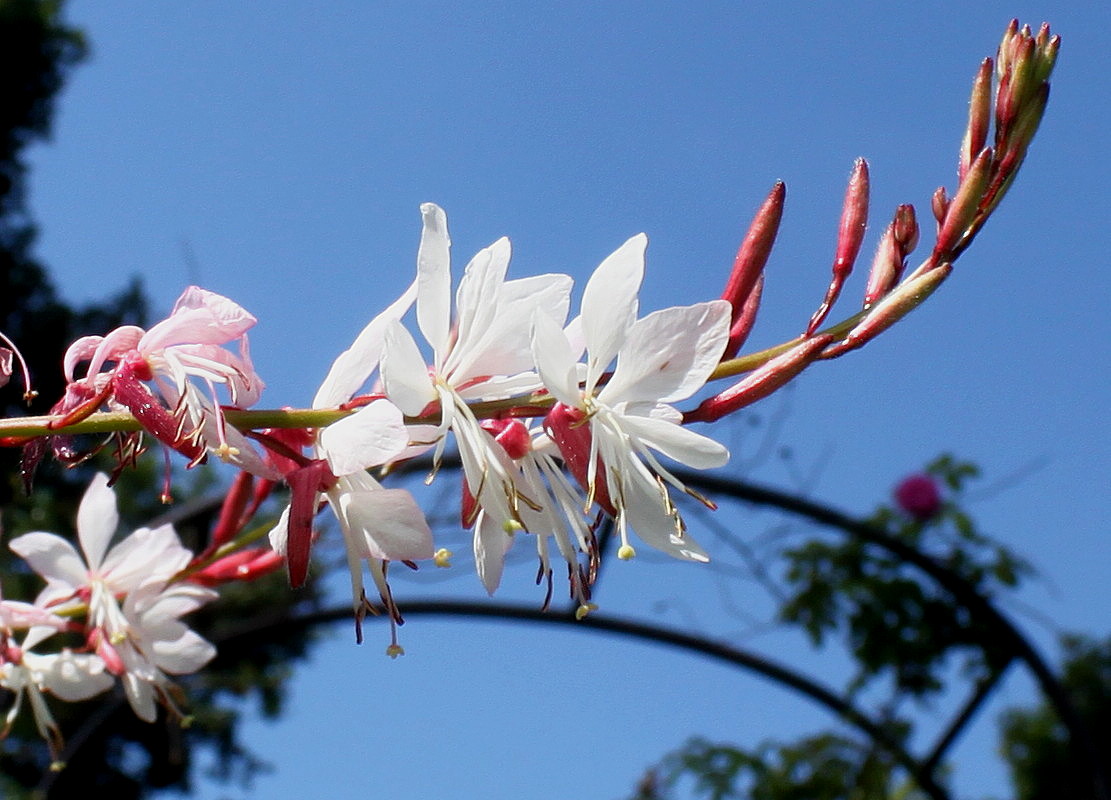 Image of Gaura lindheimeri specimen.