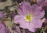 Oenothera speciosa. Цветок и бутоны. Греция, Ионическое море, о. Κέρκυρα (Керкира или Корфу), возле жилого дома, в культуре. 20.05.2014.