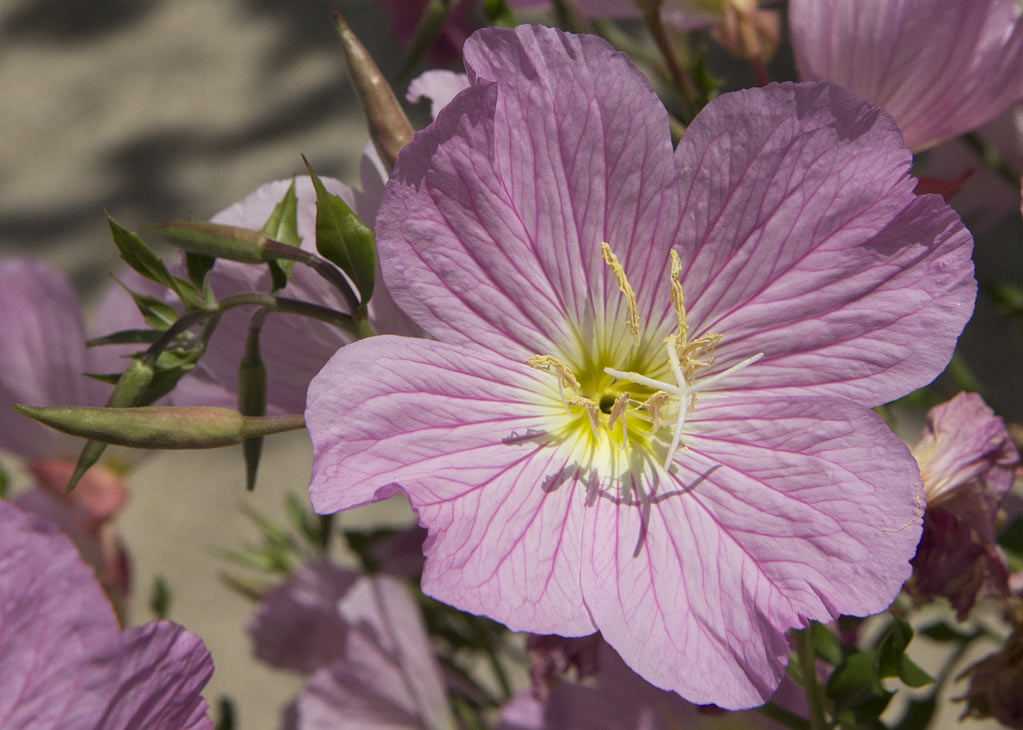 Изображение особи Oenothera speciosa.