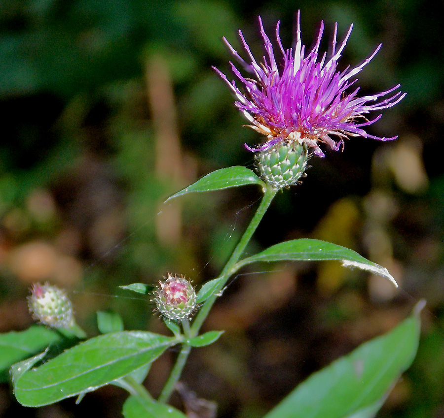 Image of Klasea quinquefolia specimen.