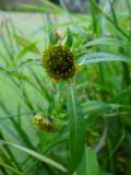 Bidens разновидность radiata