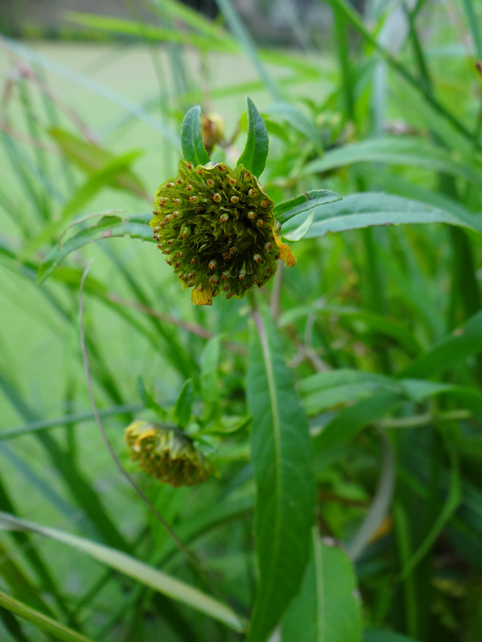 Image of Bidens cernua var. radiata specimen.