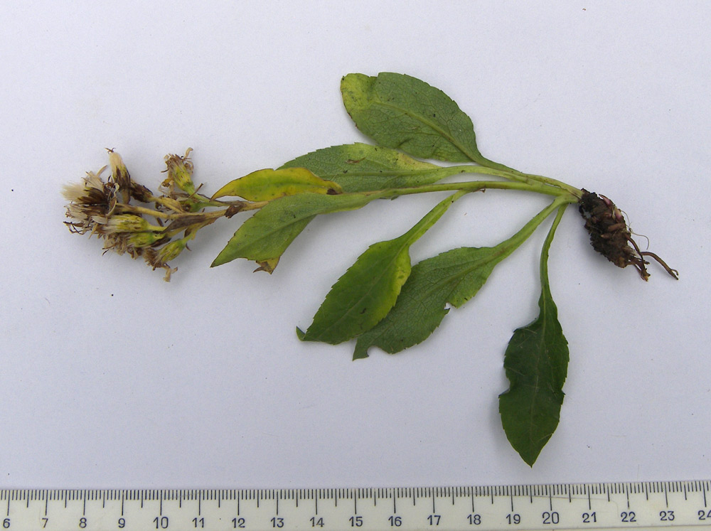 Image of Solidago virgaurea ssp. caucasica specimen.