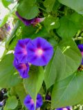 Ipomoea purpurea. Листья и цветки. Латвия, Рига, Ботанический сад Латвийского университета, экспозиция биологических и морфологических групп растений. 01.08.2014.