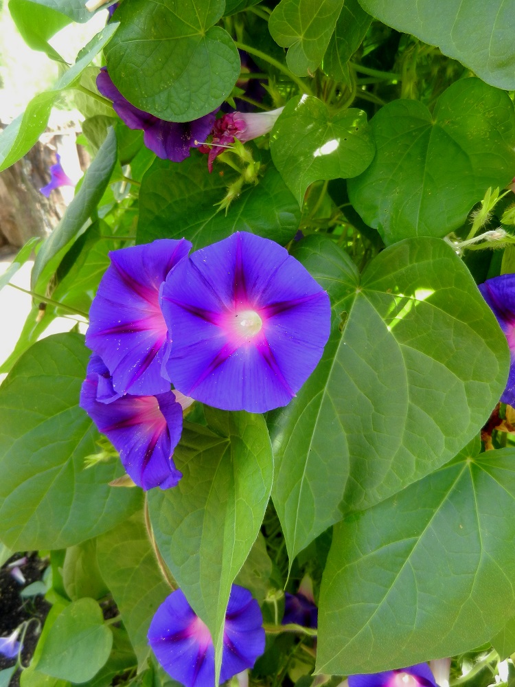 Image of Ipomoea purpurea specimen.