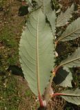 Salix latifolia