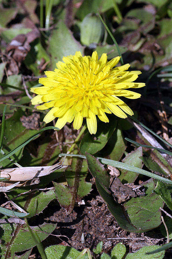 Изображение особи род Taraxacum.