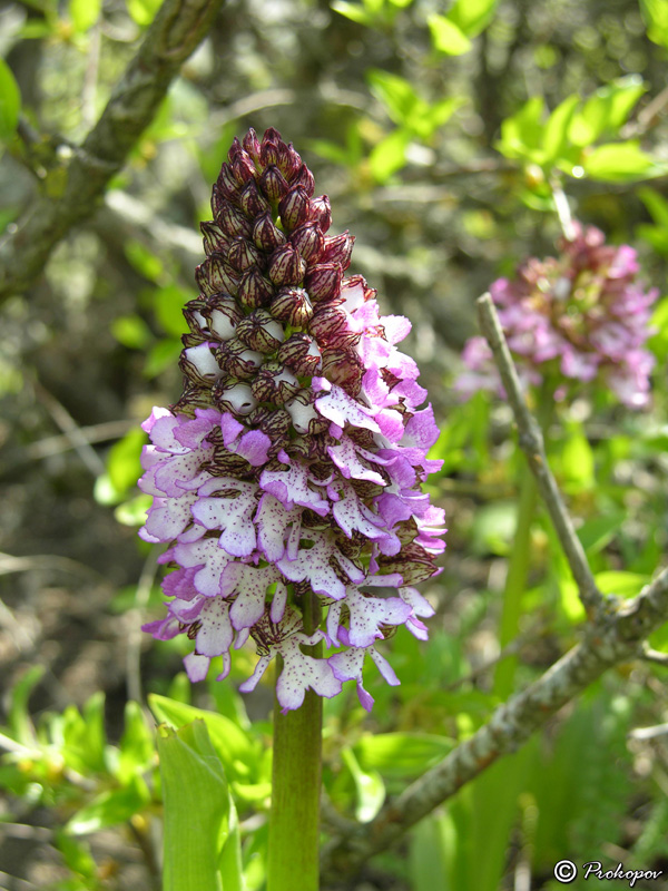 Изображение особи Orchis purpurea.