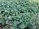 род Alchemilla