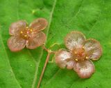Euonymus pauciflorus
