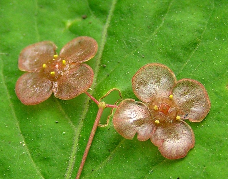 Image of Euonymus pauciflorus specimen.