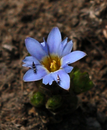 Изображение особи Gentiana squarrosa.