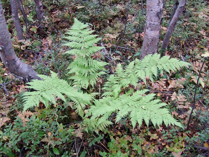 Изображение особи Dryopteris assimilis.